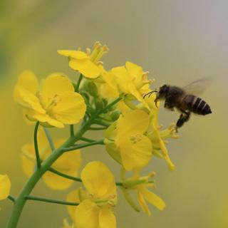 Une abeille sur une fleur de colza. [AFP - Xinhua/Tan Kaixing]