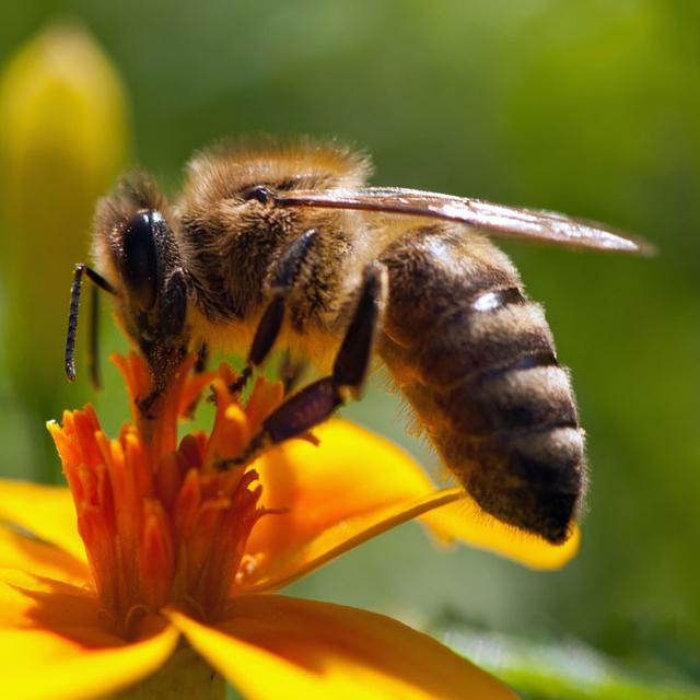 La reproduction des colonies d'abeille pâtirait de la plus grande vulnérabilité des abeilles mâles à un parasite intestinal.
