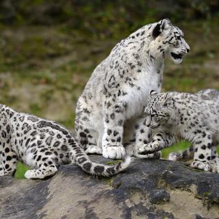 La mère léopard des neiges Dshamilia et ses deux petits Okara et Orya, attractions du zoo de Zurich.