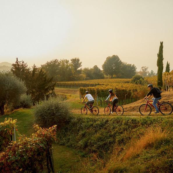 En vélo à travers les vignes du Mendrisiotto.