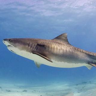 Un requin-tigre (Galeocerdo cuvier) aux Bahamas.