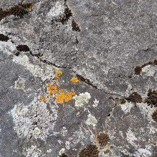 Les lichens sont très présents sur les rochers en montagne.