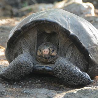 Une tortue des Galapagos d'une espèce qui semblait éteinte.