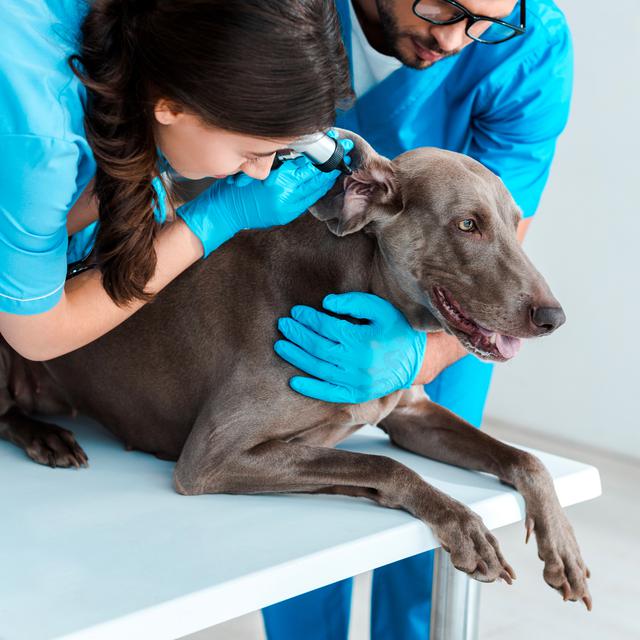 Jeune vétérinaire tenant weimaraner chien tout collègue examinant l'oreille avec otoscope.