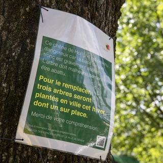 Un panneau "Ce chêne hongrois est devenu dangereux - L'arbre doit malheureusement être abattu - Pour le remplacer, trois arbres seront palpés en ville cet hiver, dont un sur place" est photographié, lundi 6 juillet 2020 à Genève.