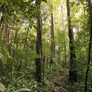 La forêt guyanaise prise dans les environs du village de Saül.