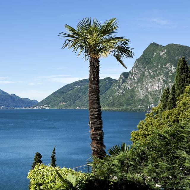Le palmier chanvre, devenu un symbole du Tessin.