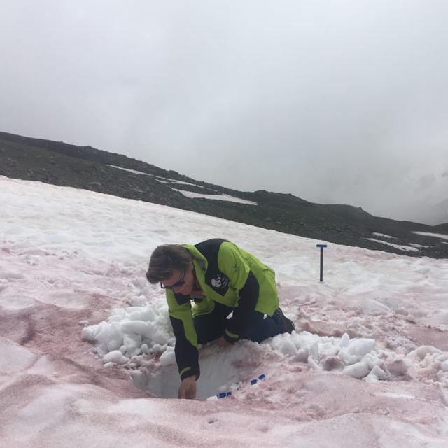 Un chercheur analyse de la neige où de l'algue Sanguina nivaloides s'est développée, formant une couche rouge sur toute la neige environnante.
