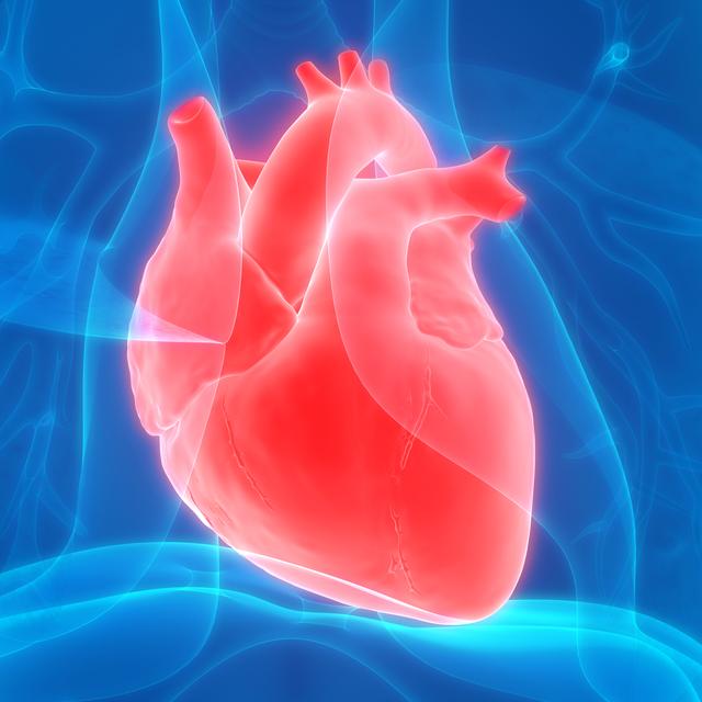 Une thérapie par ultrasons non invasive efficace dans le traitement des maladies des valves cardiaques voit le jour.