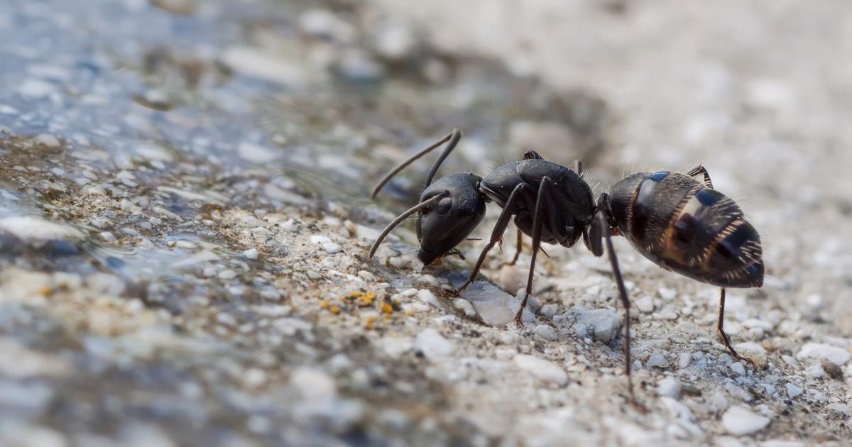Les fourmis sont bien aptes à détecter les cancers - Sciences et