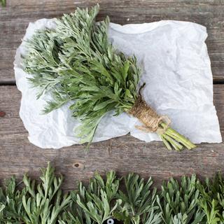 Armoise fraîche (Artemisia absinthium, absinthe, absinthium, armoise). Plante médicinale. Utilisé en phytothérapie pour aider le corps à résister à l'effet néfaste du stress et à restaurer la normale.