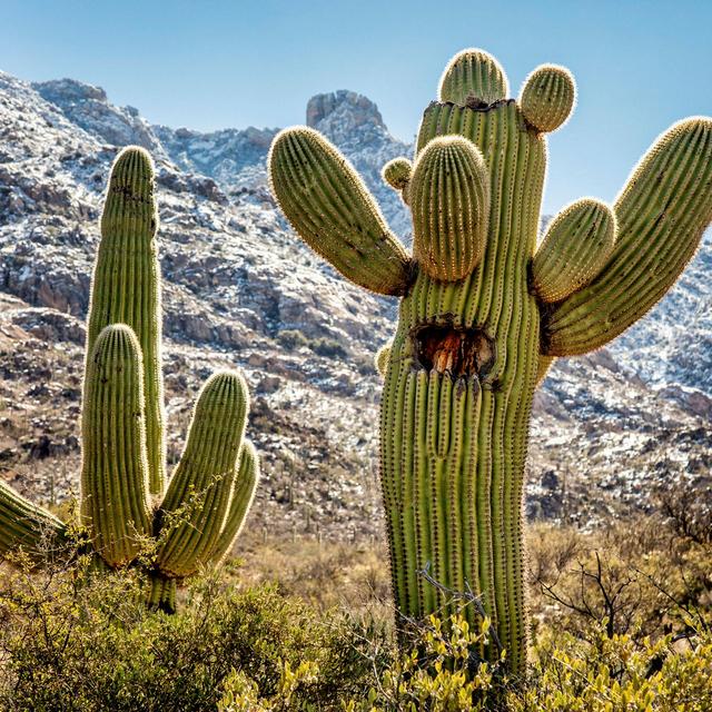 Des cactus dans un désert (image d'illustration).