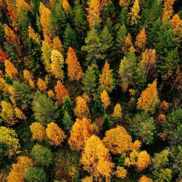 Vue aérienne d'une forêt (image d'illustration).