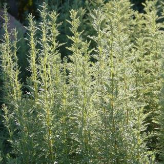 La plante, Artemisia absinthium.