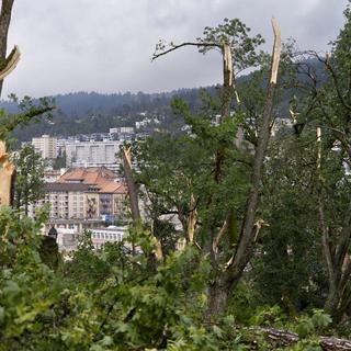 Le bois du Petit-Château a lourdement souffert à La Chaux-de-Fonds.